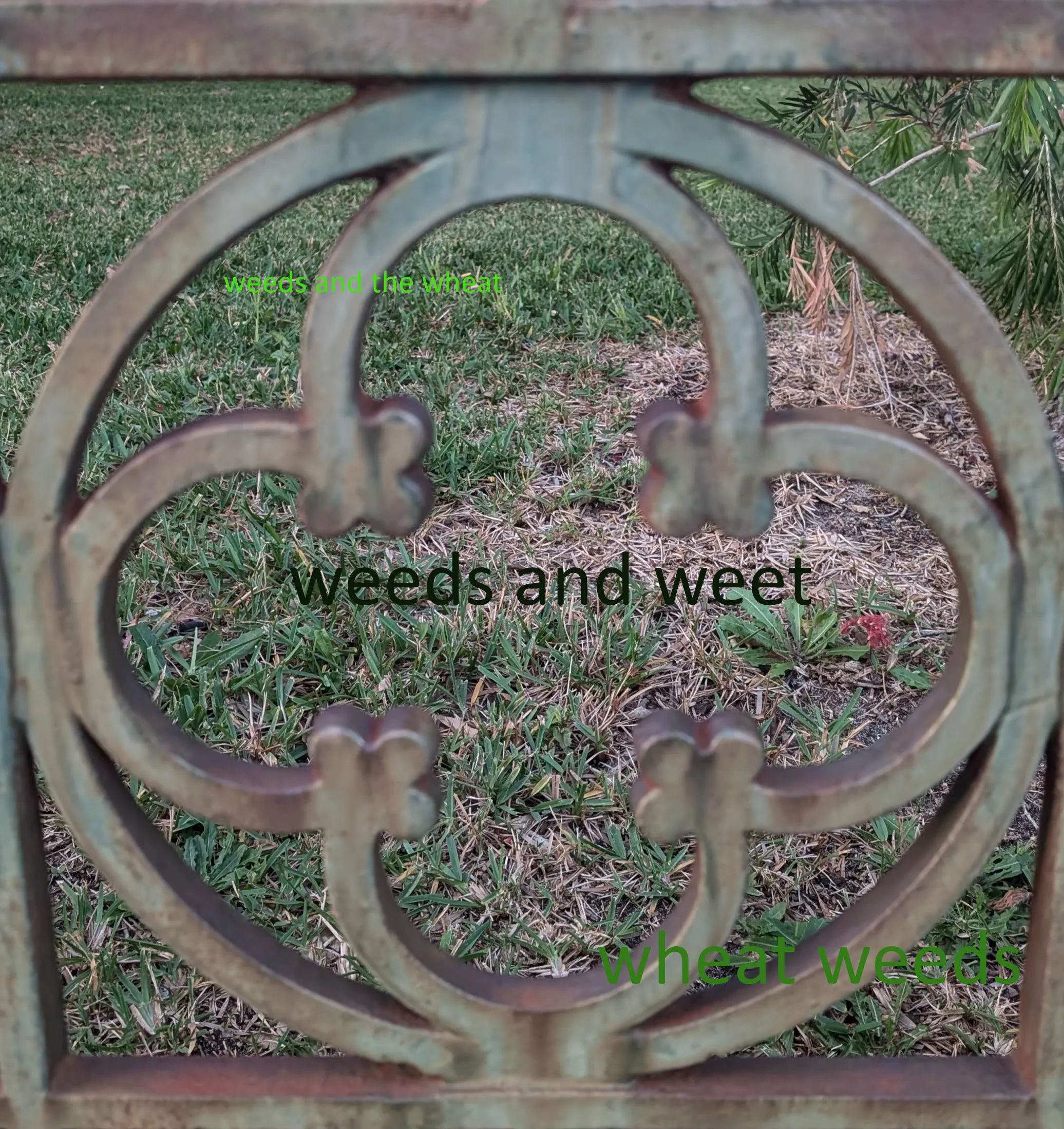 weeds